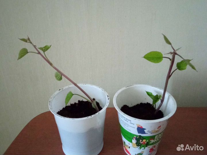 Батат рассада