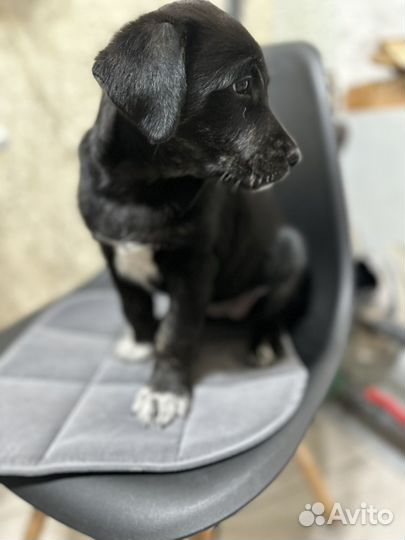 Лабрадор ритривер