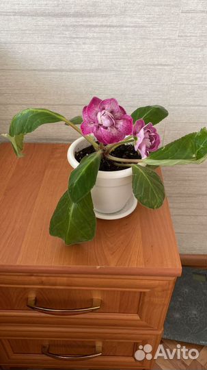 Глоксиния цветущая (с кашпо)