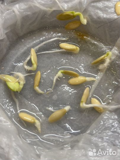 Рассада огурцов