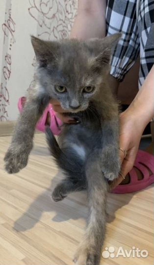 Котенок в добрые руки