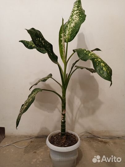 Диффенбахия