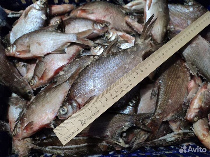 Рыба свежемороженая