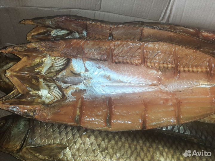 Рыба балык с Астрахани от производителя