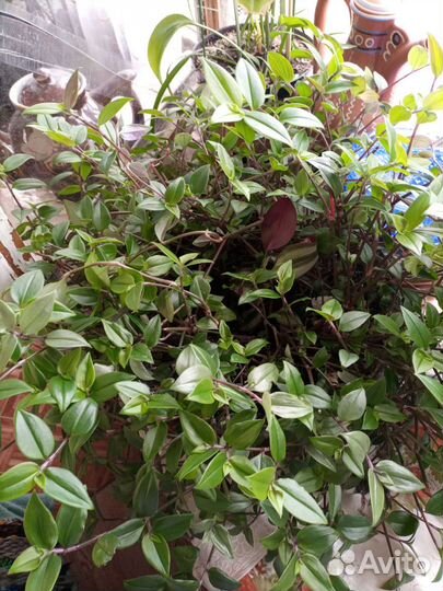 Пеларгония герань