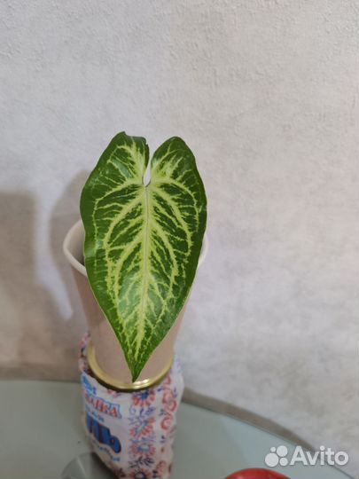 Сингониум голден венейшн