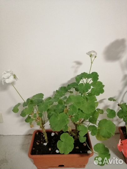 Пеларгония (герань) зональная лотом 11 шт