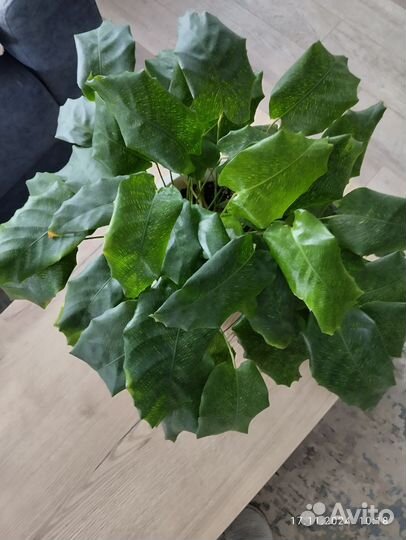 Калатея нетворк