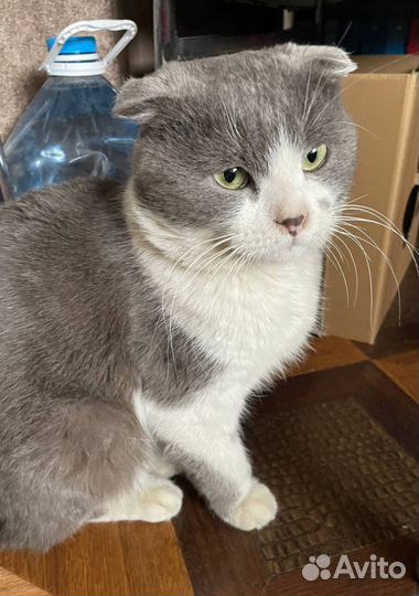 Британский вислоухий кот