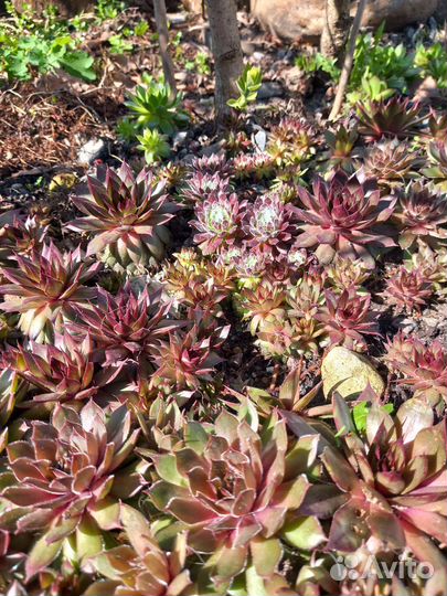 Суккуленты