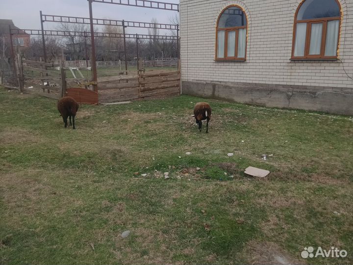 Баран