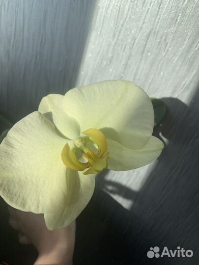 Орхидея фаленопсис