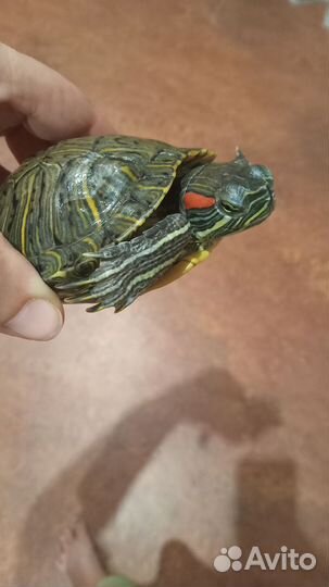 Черепаха