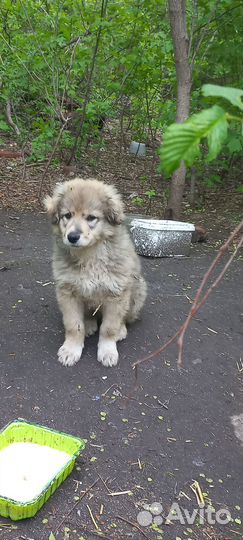 Щенок в добрые руки