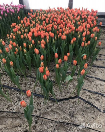 Луковица тюльпанов оптом 12;14+для выгонки