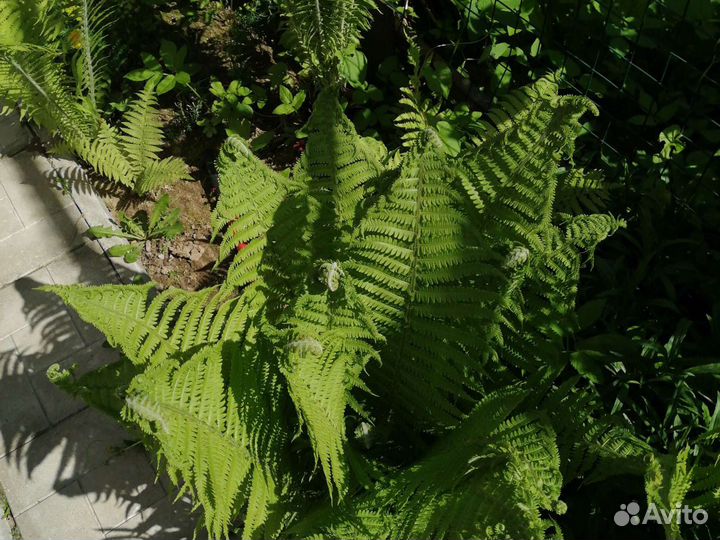 Папоротник садовый
