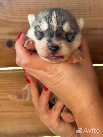 Щенки сибирской хаски