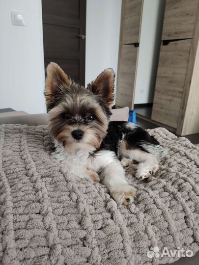 Вязка бивер