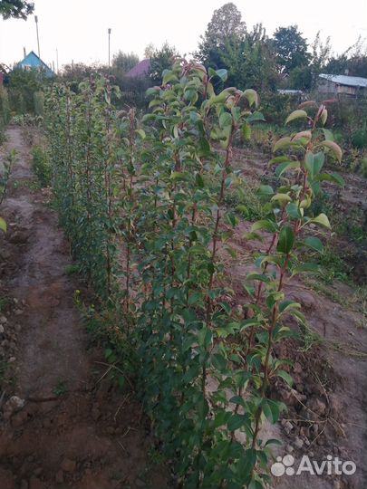 Саженцы плодовых деревьев
