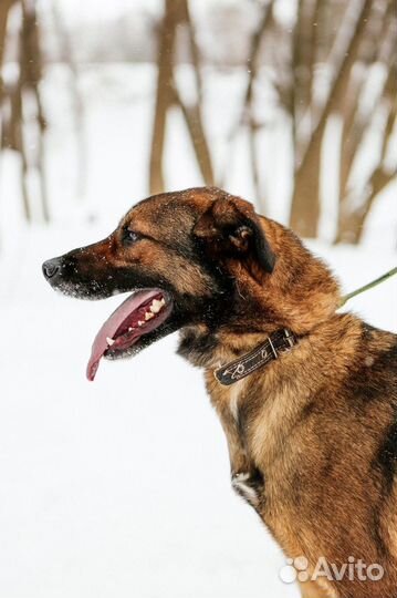 Дружок ищет любящего хозяина