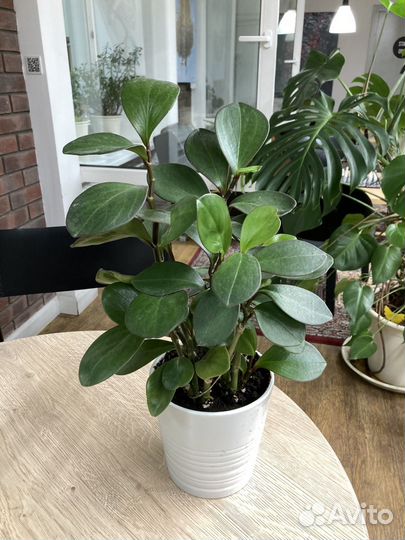 Пеперомия туполистная