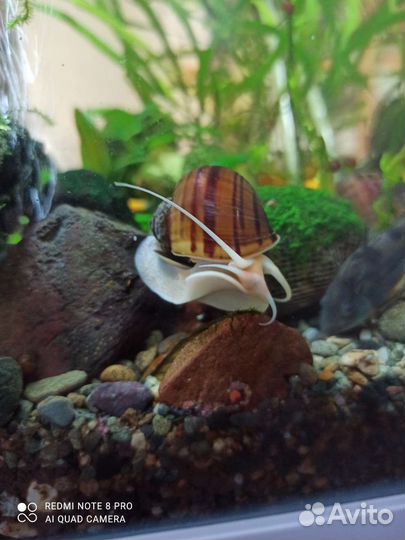 Улитки ампулярии, креветки