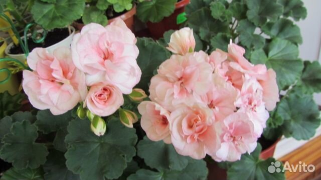 Пеларгония Герань