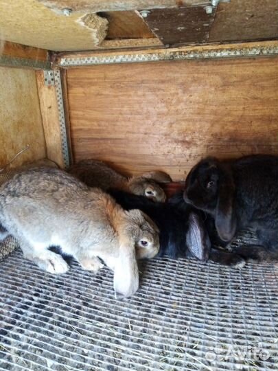 Кролики бараны самки