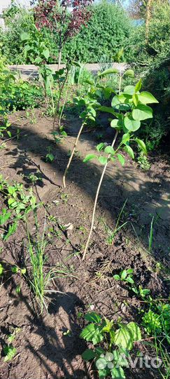 Молодые деревья сирени