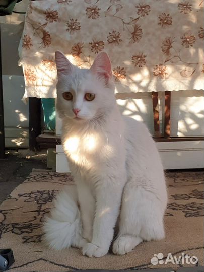 Кошка турецкая ангора