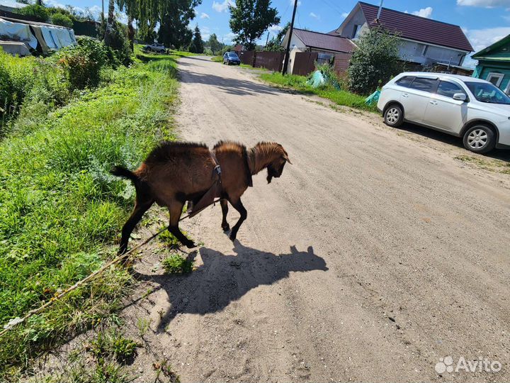 Чешский козел