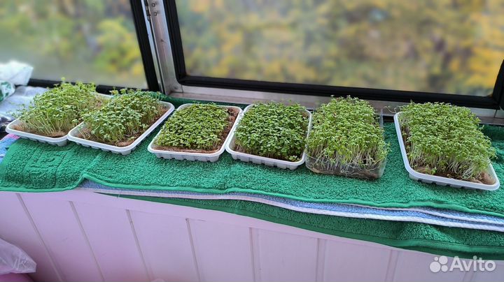 Микрозелень горчица, кресс, рукола