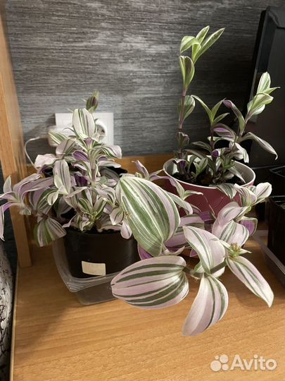 Хлорофитум