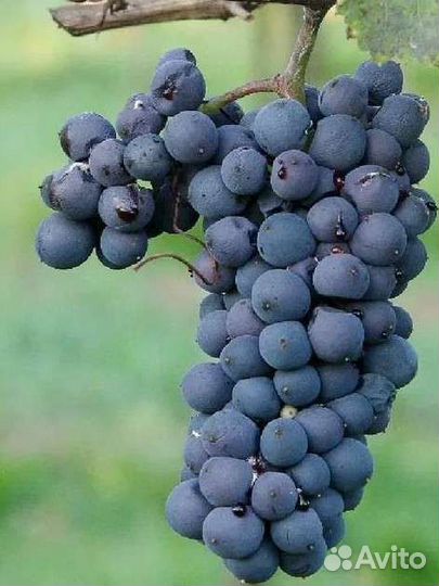 Саженцы винограда Кристалл и Лион Мийо