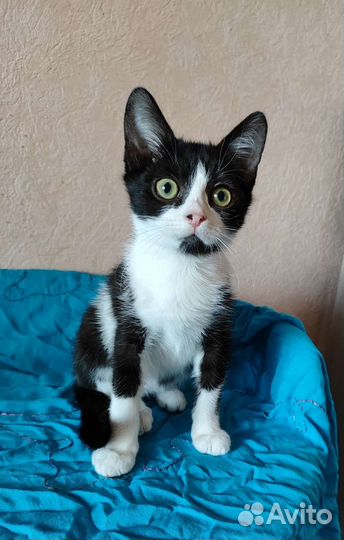 Бьёрн счастливчик