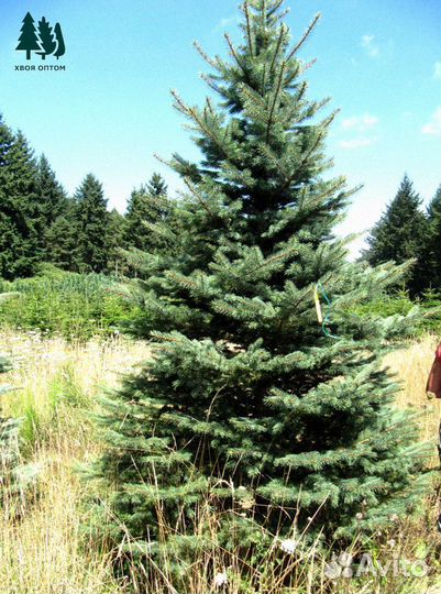 Ель артикул М-125