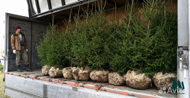 Ель живая 4,2м и др