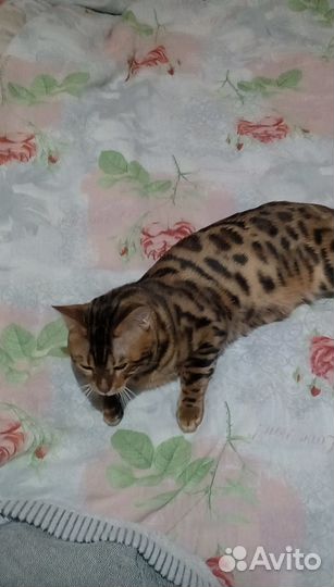 Бенгальский кот вязка