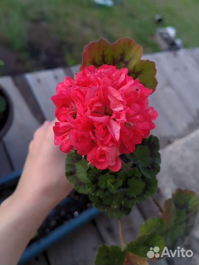 Герань пеларгония сортовая