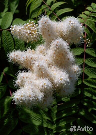 Декоративные кустарники (Скумпии, Падубы и другие)