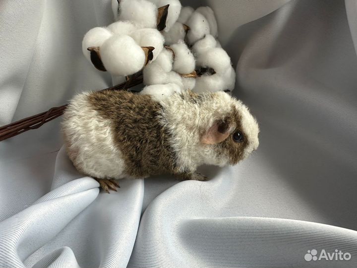 Американский тедди свинка