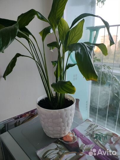 Фикусы цены разные,самый большой 3