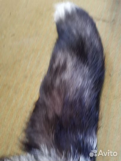 Шкура чернобурка цельная