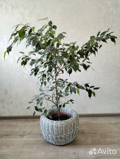 Фикус Бенжамина