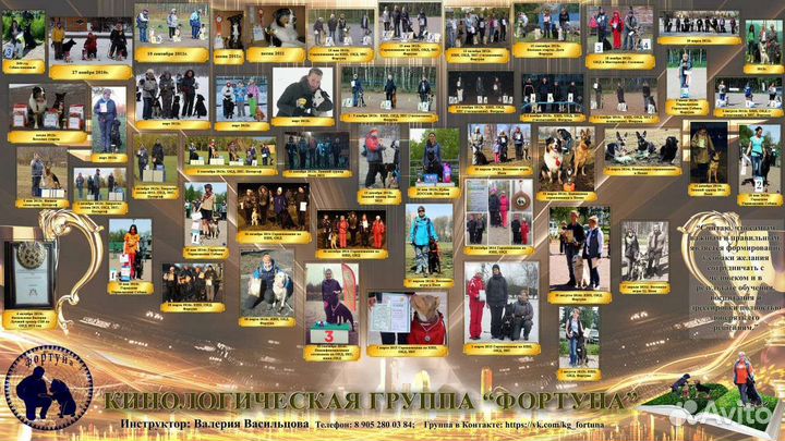 Кинолог. Дрессировка и обучение собак