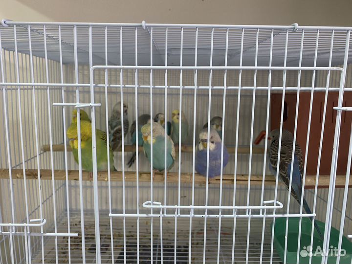 Волнистый попугай, корелла и неразлучник