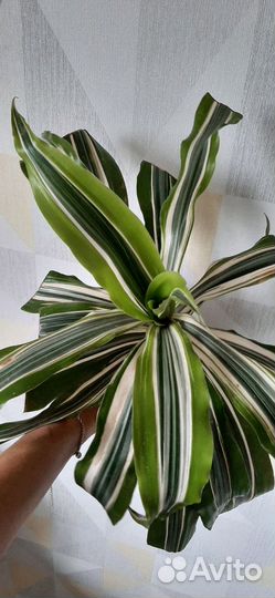 Драцена Малайка (Malaika)