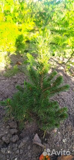 Туя, можжевельник, коника