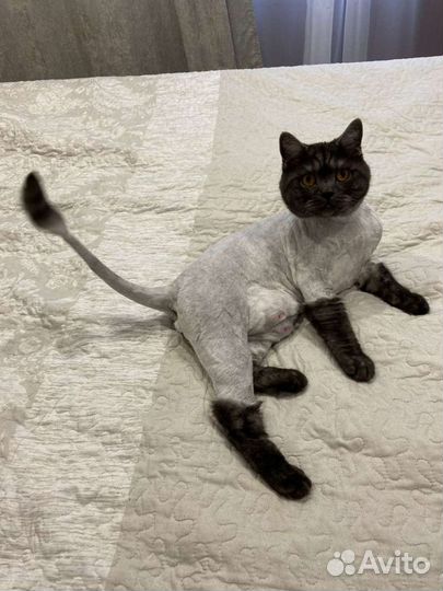 Грумер, стрижка собак и кошек