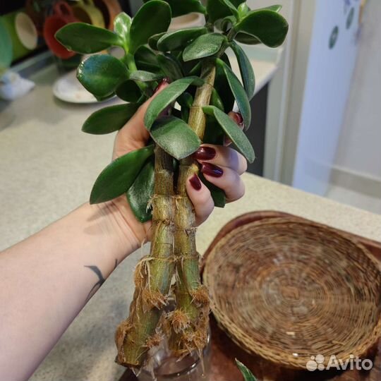 Крассула толстянка